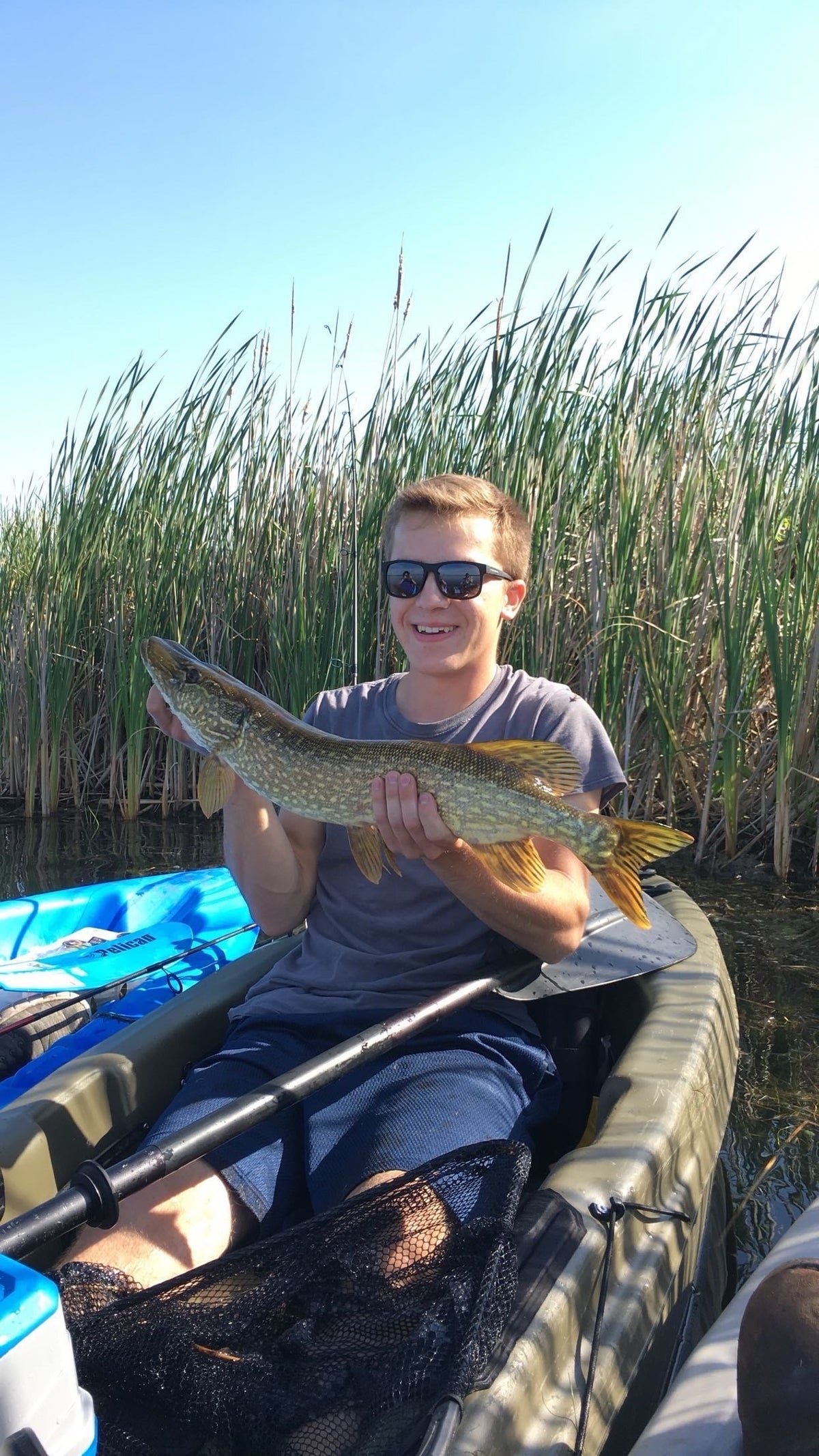 Person holding a large fish in a kayak with reeds and water in the background